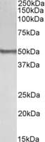 IHC-plus™ BLK Antibody (aa22-34)