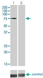IHC-plus™ Monoclonal Mouse anti-Human DMPK / DM Antibody (clone 2F7, IHC, WB)