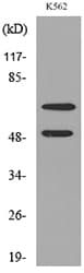 HDC / Histidine Decarboxylase Antibody