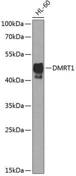 DMRT1 Antibody