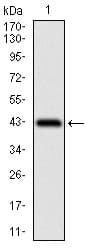 Monoclonal Mouse anti-Human PAPLN Antibody (clone 5F2D10, aa766-870, WB)