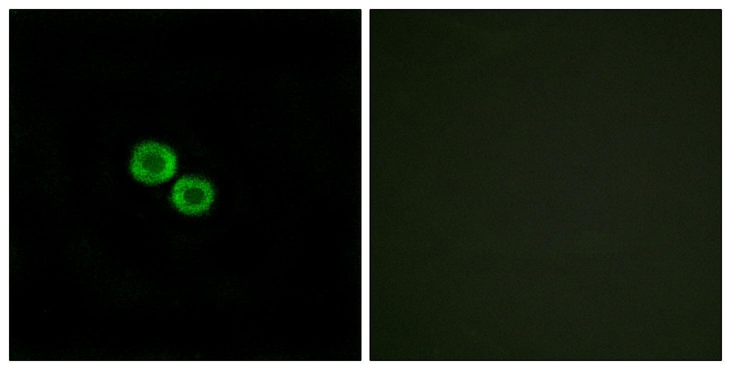 OR8K3 Antibody