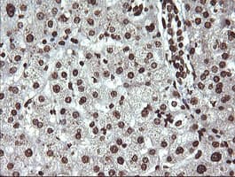 DNM1L / DRP1 Antibody (clone OTI2E7)