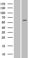 GALNT16 / GALNTL1 Protein (Over-Expression Lysate Myc-DDK (Flag))