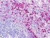 PathPlus™ GPR152 Antibody (Cytoplasmic Domain)