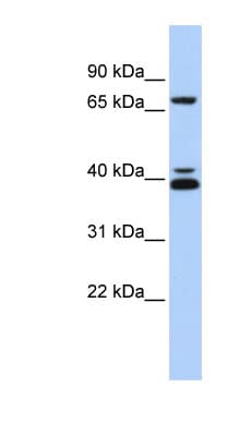 GATA6 Antibody (C-Terminus)