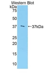 Polyclonal Rabbit anti-Human ARG1 / Arginase 1 Antibody (FITC, aa1-322, WB)