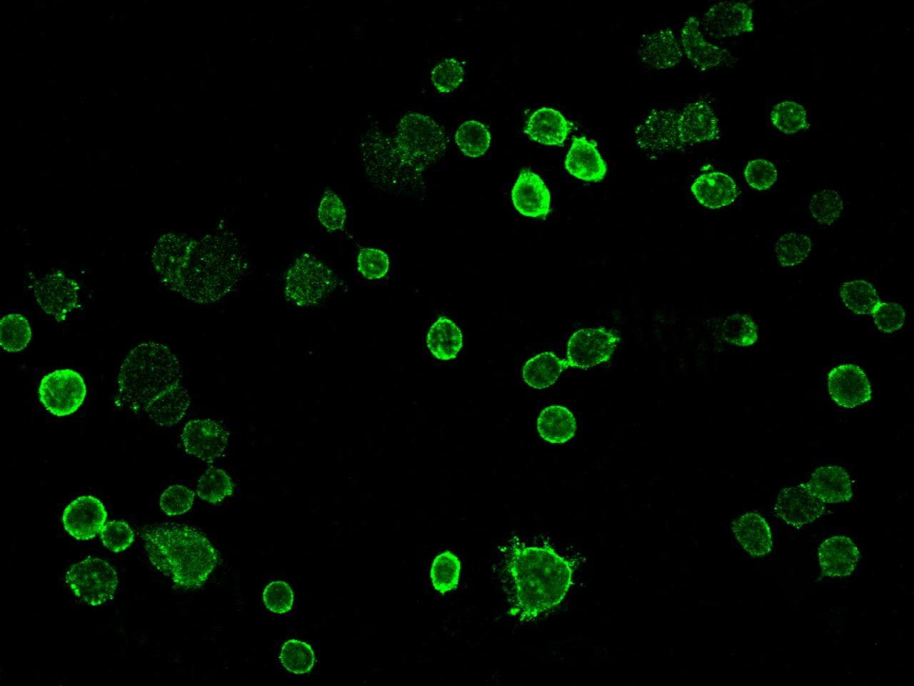 TROP2 / TACSTD2 Antibody (clone 020, Preservative Free)