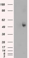 TUBA8 / Tubulin Alpha 8 Antibody (clone OTI3E10)