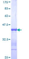 Human GATAD2B Protein (Recombinant GST, N-terminus)