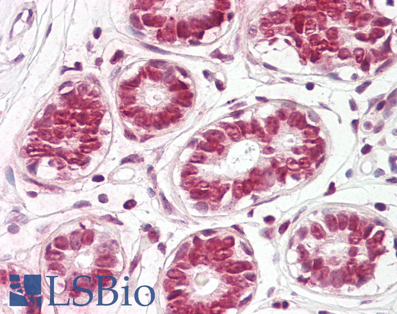 FAU / Fub1 Antibody (C-Terminus)