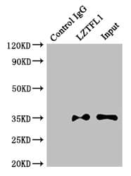 Polyclonal Rabbit anti-Human LZTFL1 Antibody (IHC, IF, WB)