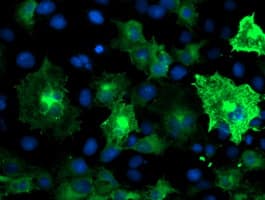 ANAPC2 / APC2 Antibody (clone OTI1B11, Carrier-free)