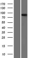 PYGM Protein (Over-Expression Lysate Myc-DDK (Flag))