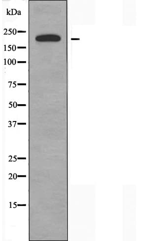 ZC3H13 Antibody