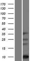 ASXL1 Protein (Over-Expression Lysate Myc-DDK (Flag))