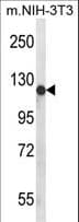 Polyclonal Rabbit anti-Human PIGN Antibody (aa206-235, WB)