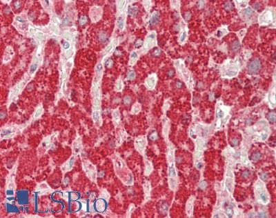 GOT2 Antibody (aa30-430)