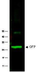 GFP Antibody