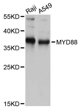 MYD88 Antibody