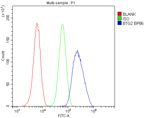BTG2 Antibody