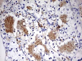 STK11 / LKB1 Antibody (aa1-236, clone OTI0A3)