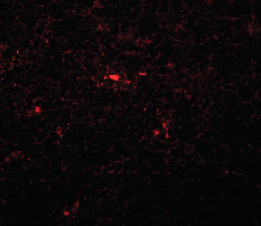 IHC-plus™ NAA40 Antibody