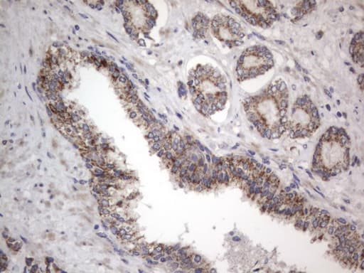 DDOST / OST48 Antibody (aa131-378, clone OTI2B4)