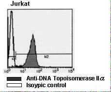 Monoclonal Mouse anti-Human TOP2A / Topoisomerase II Alpha Antibody (clone 1C5, IHC, WB)