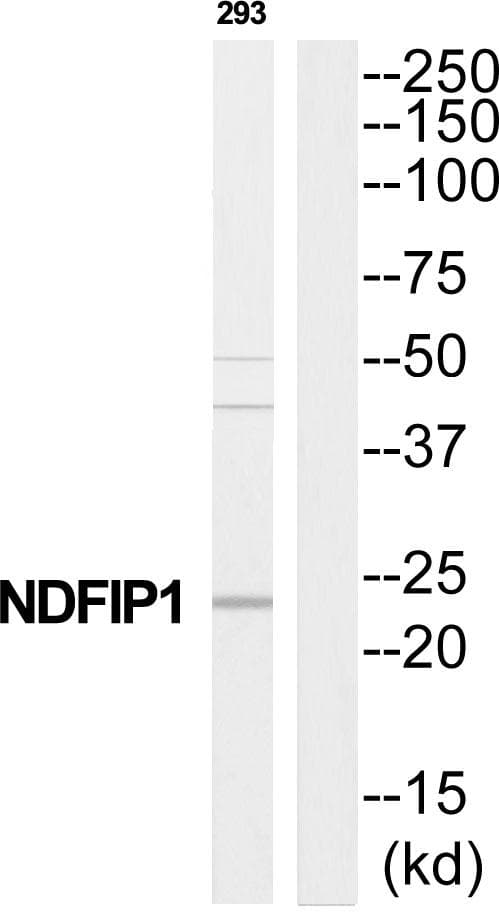 Polyclonal Rabbit anti-Human NDFIP1 / N4WBP5 Antibody (WB)