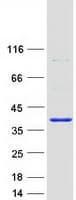 Human TYW3 Protein (Recombinant Myc-DDK (Flag))