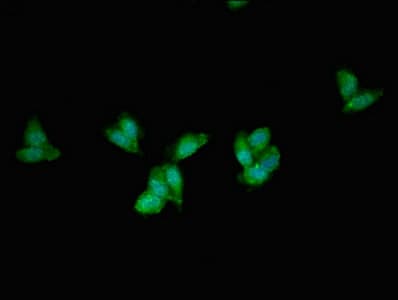 PEX1 Antibody