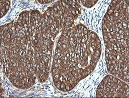 VBP1 Antibody (clone OTI2G2)