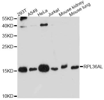 RPL36AL Antibody