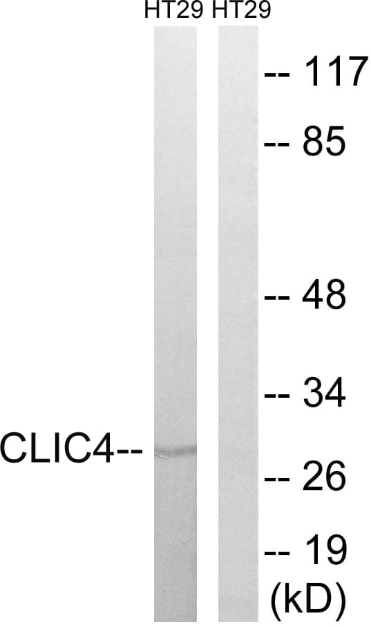 IHC-plus™ Polyclonal Rabbit anti-Human CLIC4 Antibody (aa1-50, IHC, WB)