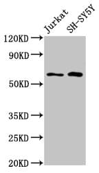 C13orf34 / BORA Antibody