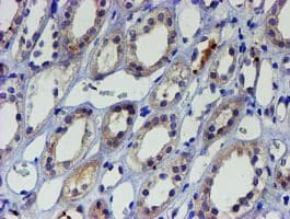 LHX1 Antibody (aa100-362, clone OTI2D5)