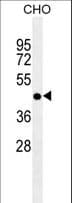 Requiem / DPF2 Antibody