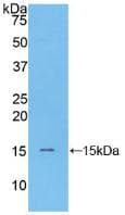 NPPB / BNP Antibody (Biotin)