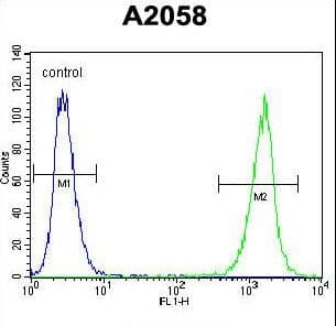 p56lck / LCK Antibody (aa23-52)
