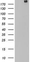 DOCK8 Antibody (aa84-405, clone OTI16G2)