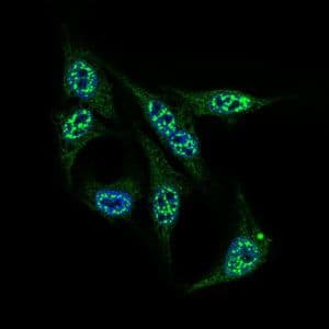 INCENP Antibody (Amino Acid: 369-583, clone 3D2)