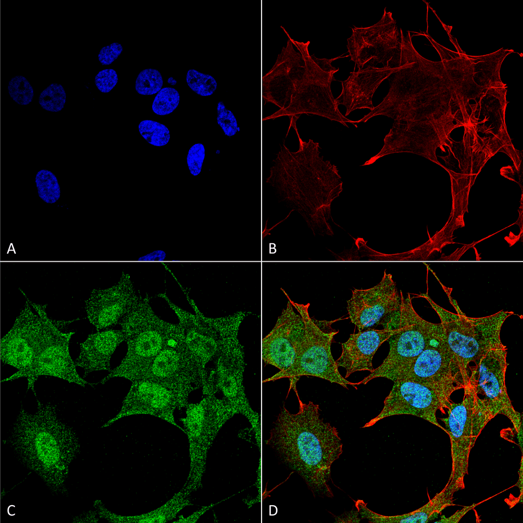 APG4B / ATG4B Antibody (APC)