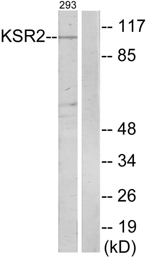 KSR2 Antibody (aa671-720)
