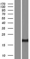 ARL5A / ARL5 Protein (Over-Expression Lysate Myc-DDK (Flag))