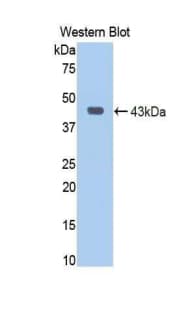 JAG1 / Jagged 1 Antibody (aa470-834)