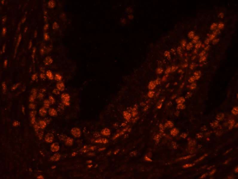 USP47 Antibody (aa1237-C-term)