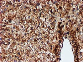 Endonuclease G / ENDOG Antibody (clone OTI5F1)