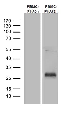 TNFRSF18 / GITR Antibody (aa26-162, clone OTI1A3, Carrier-free)