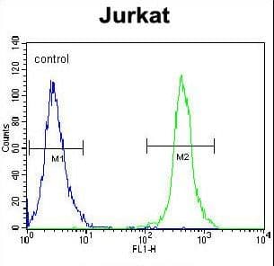 Polyclonal Rabbit anti-Human SLC43A2 Antibody (aa236-265, WB)